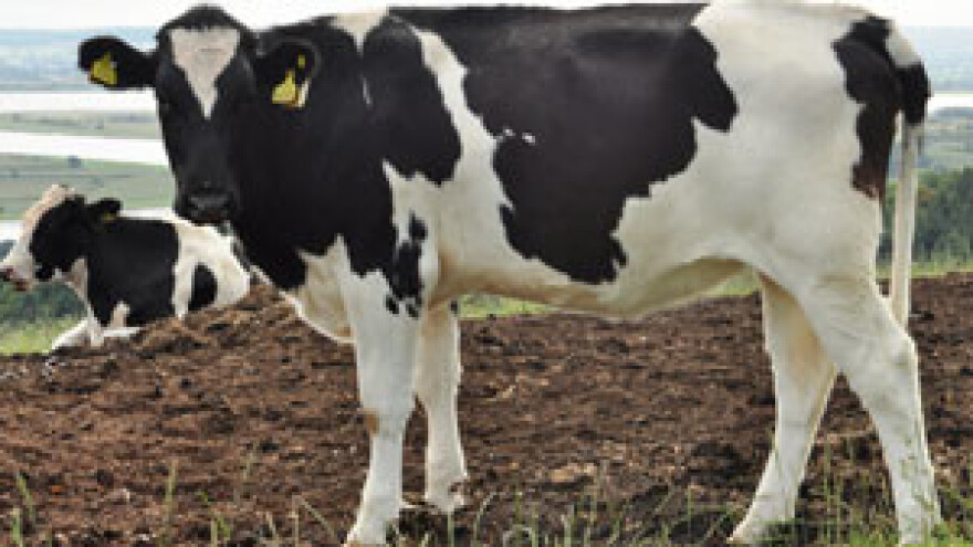 Niska cijena mlijeka stočare dovela na rub propasti