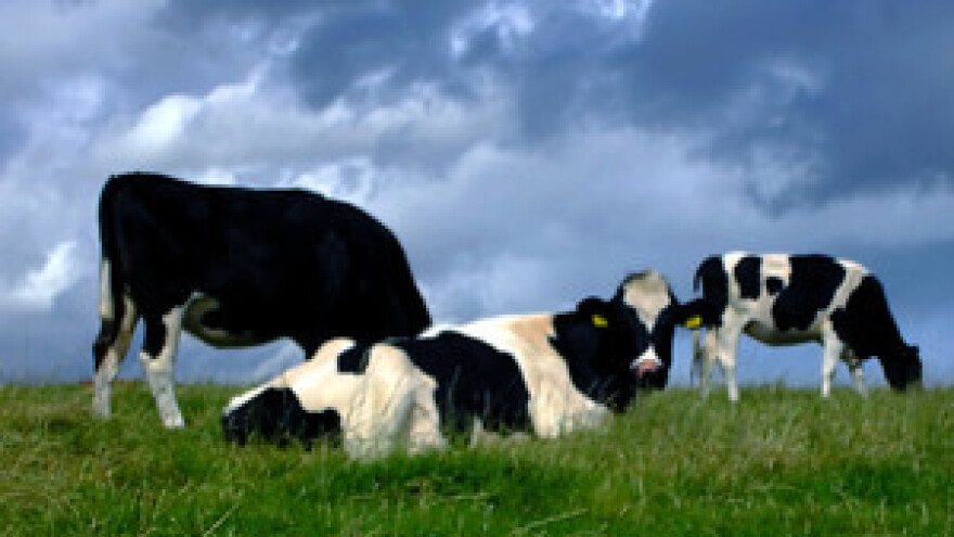 Drastičan pad broja proizvođača mlijeka