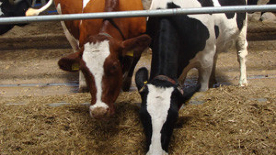 Dani otvorenih vrata na farmi muznih krava Landia