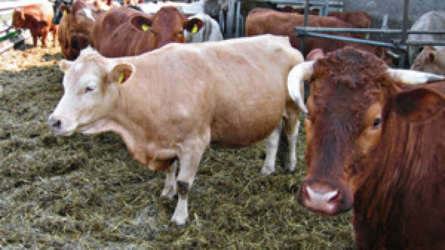 U EU i kravama bolji uvjeti života?