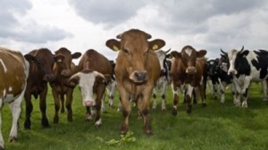 U 2012. propalo 2800 proizvođača mlijeka u Hrvatskoj