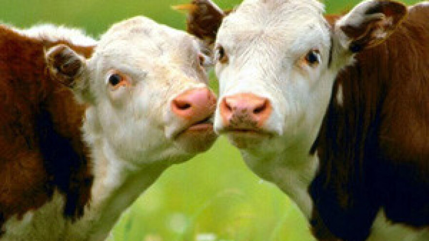 Belje kreće u gradnju klaonice i dogradnju mljekare