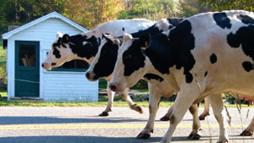 Od ulaska Hrvatske u EU strahuju i bosanski poljoprivredni proizvođači