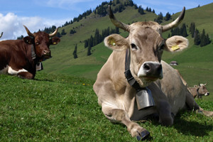 Izumire selo i stočarski kraj