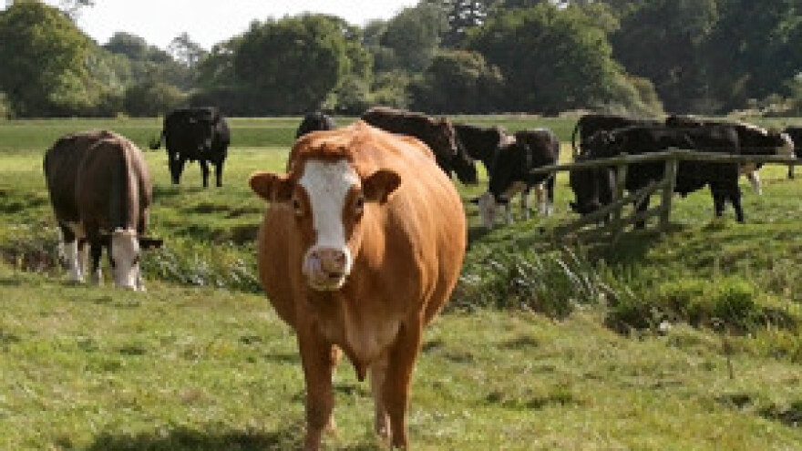 Stočari u potezima Vlade vide slamku spasa za opstanak