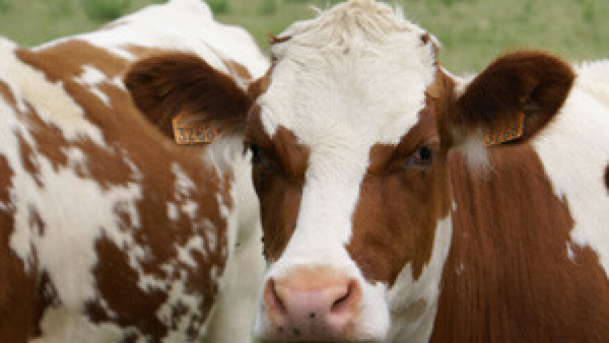 Proizvodnja pada, krave se kolju, a Vlada ne reagira