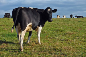 Farmeri postaju energetičari