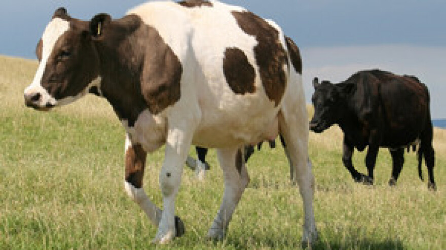 Bez proizvodnje mlijeka u RH?