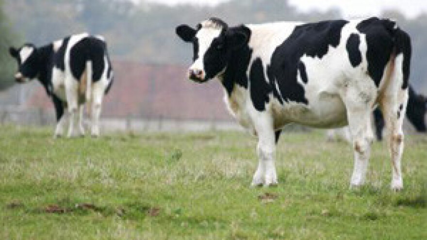 Jakovina: Proizvođači mlijeka moraju biti zadovoljni