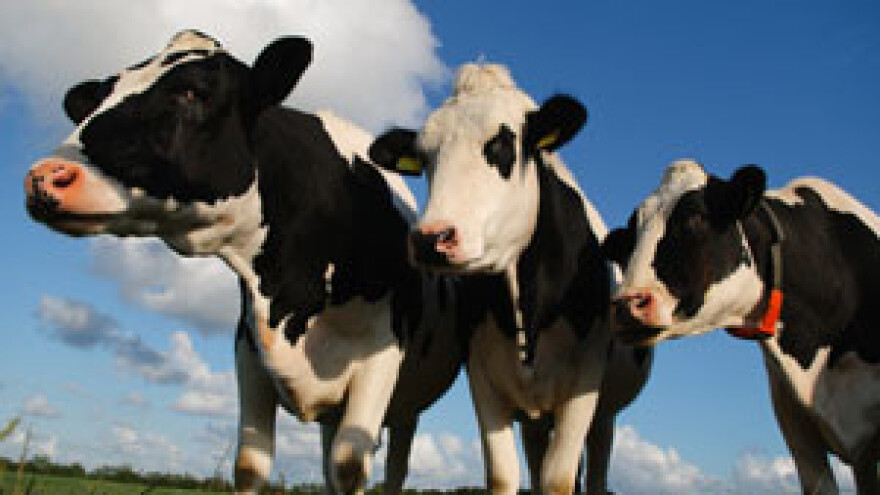 Mljekari će i dalje poslovati s gubitkom