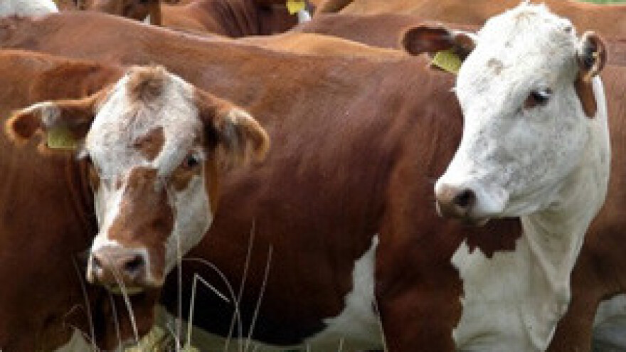 BiH: "Hrvati nam šalju svinjsku kugu, leukozu i E. coli"