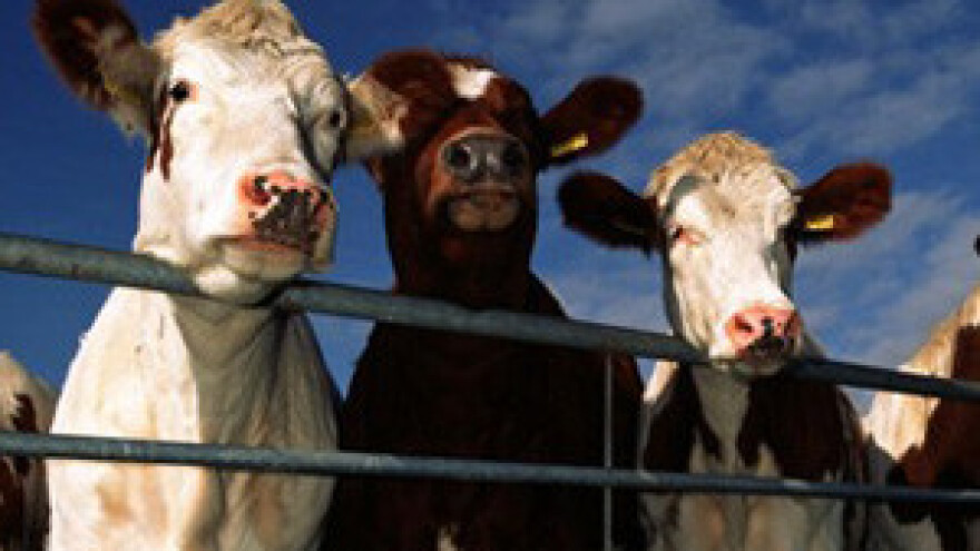 Stručno predavanje za uzgajivače goveda