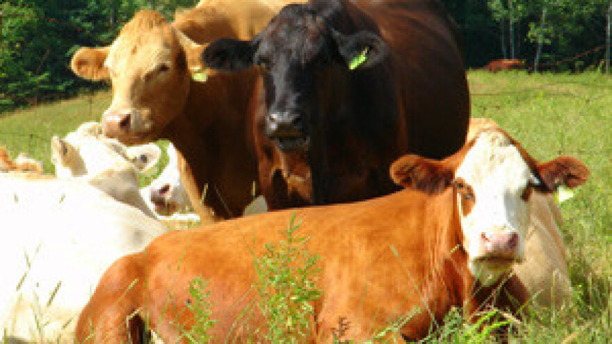 Proizvodnja mlijeka pala više od 12 posto