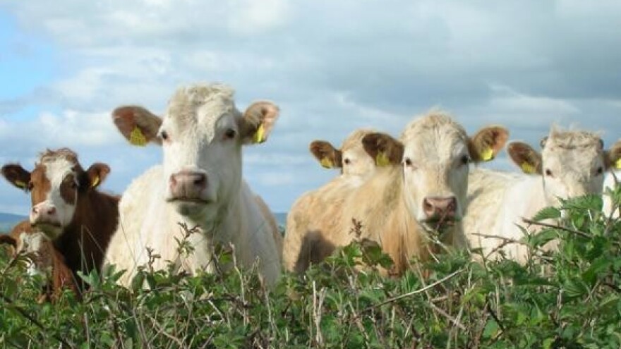 Gase se mali sajmovi stoke