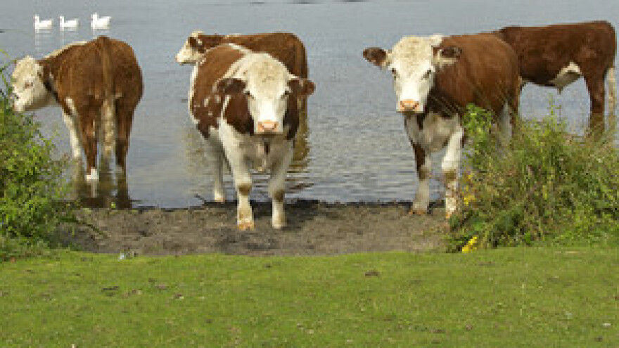 Uz naporan rad može se živjeti i s pet krava u štali