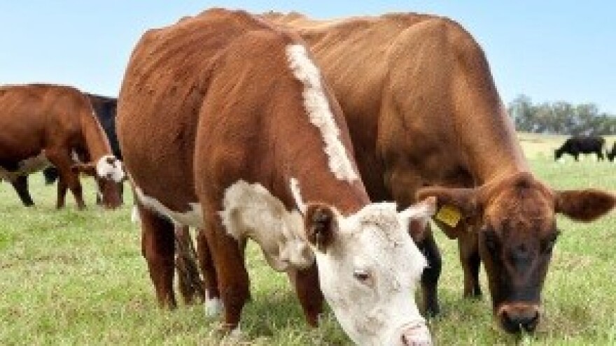 Zabrinjavajući pad proizvodnje mlijeka