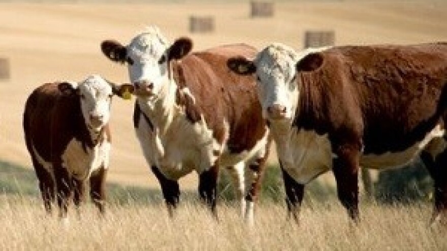 Od kravljeg stajnjaka dobiva struju koju prodaje i HEP-u