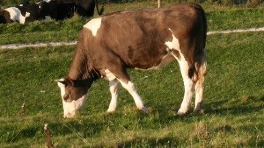 Mljekomatom do opstanka proizvođača mlijeka