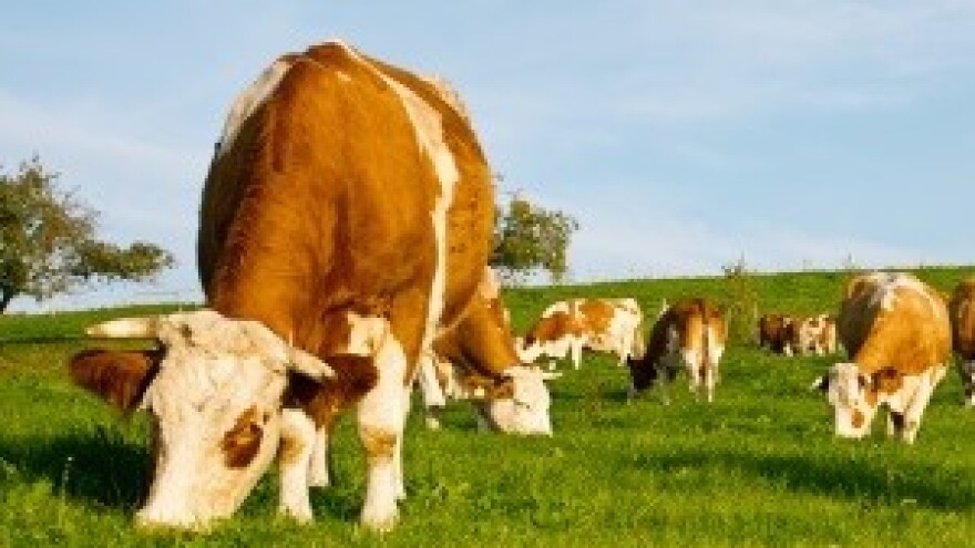 Tužna priča Dubravka Kralja proizvođača sira