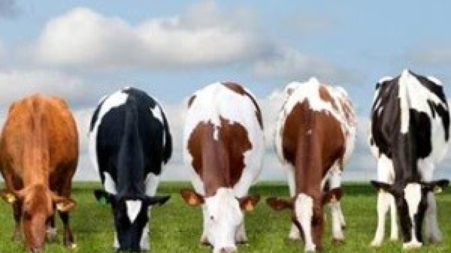 Koliko će Hrvatsku stajati afera s pronalaskom aflatoksina u mlijeku?