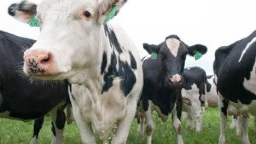 Inspekcija na farmama proizvođača mlijeka