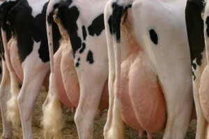 Toksično mlijeko: Povišen aflatoksin pronađen u 70 uzoraka