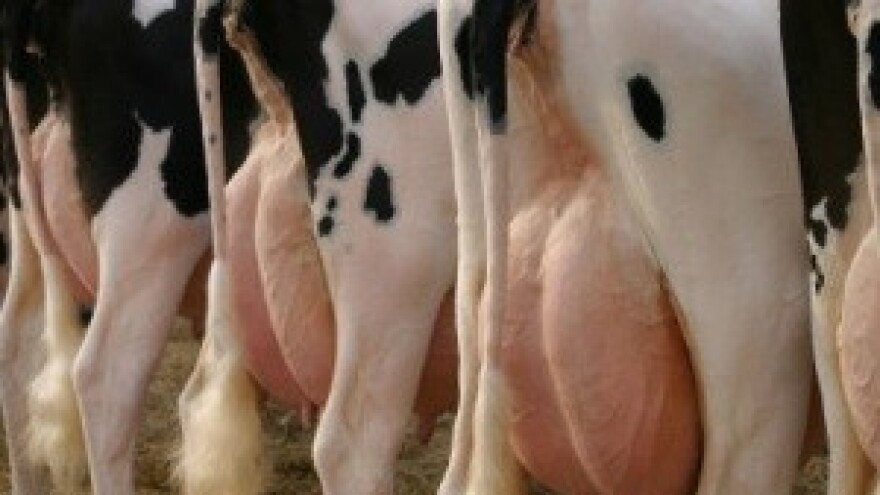 Toksično mlijeko: Povišen aflatoksin pronađen u 70 uzoraka