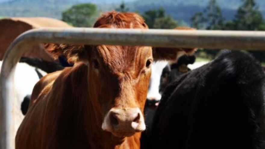 Čobanković otvara 17. stočarski sajam u Mađarskoj