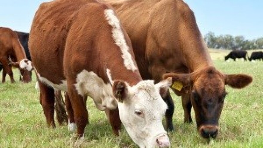 Stočari iz BiH: Hrvatska nam je objavila mljekarski rat