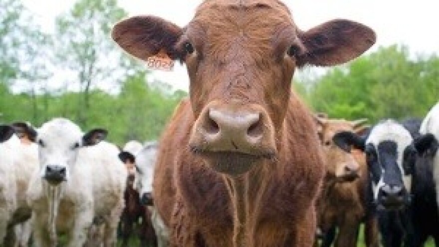 Mljekari najavili tužbe