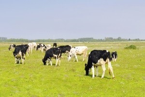 Selo moje malo - Propast poljoprivrede u Hrvatskoj