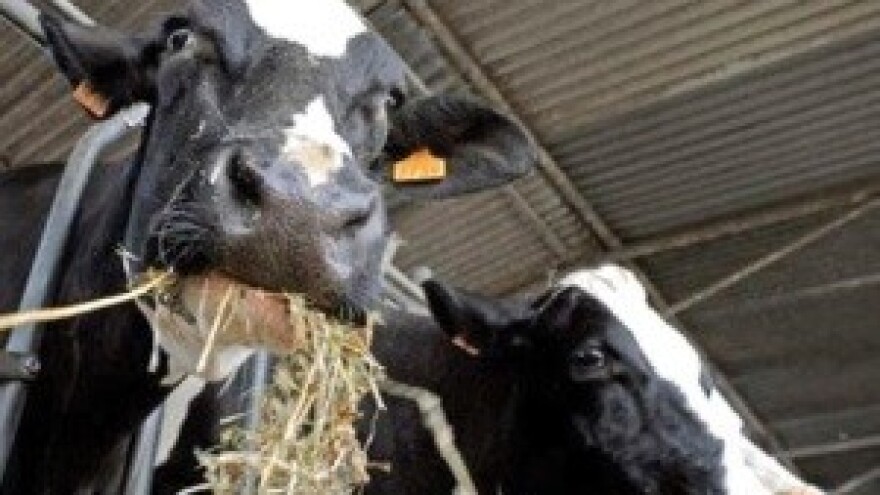 Proizvodnja mlijeka bez mikotoksina