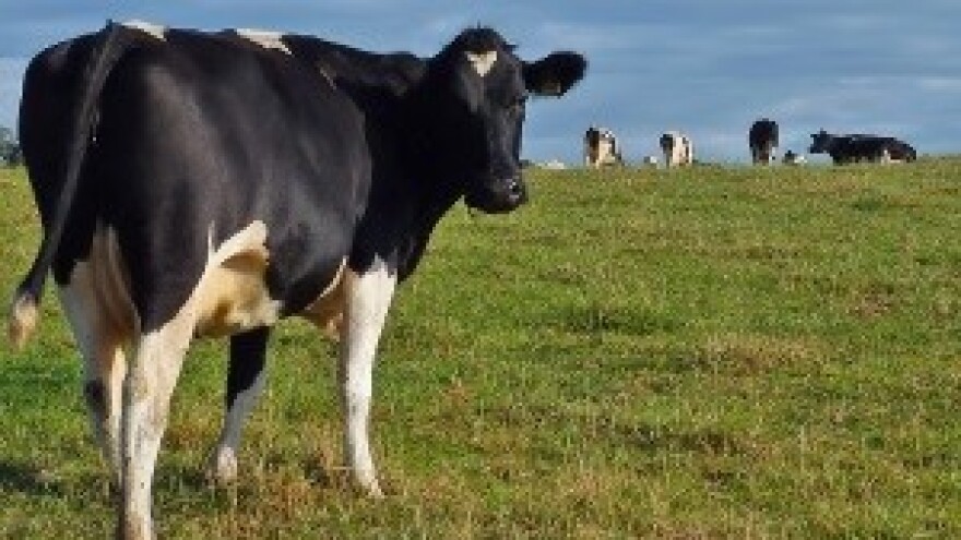 Mljekari će dobiti odštetu, ali Jakovina ne želi reći iznos