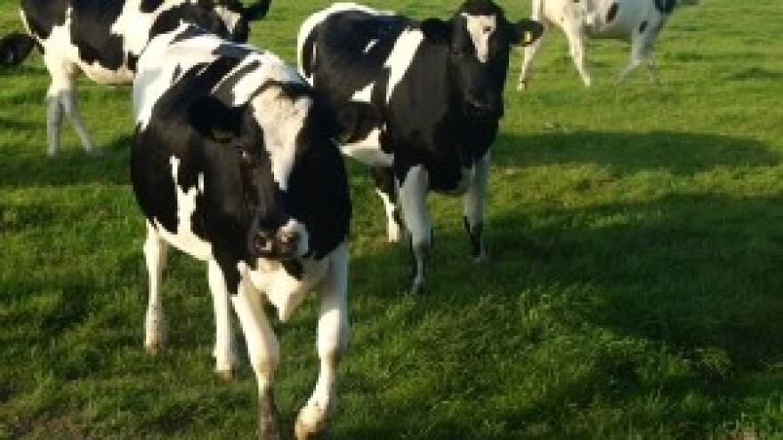 Akcijski plan za rješavanje problema mliječnog sektora počeo davati rezultate