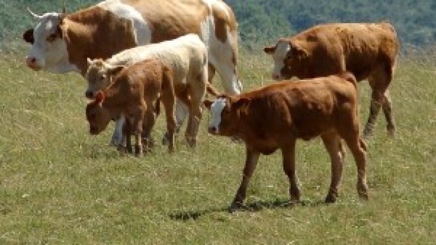 Mlijeko međimurskih proizvođača bez aflatoksina