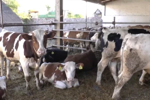 Uklonjena prepreka za izvoz mesa u Kinu