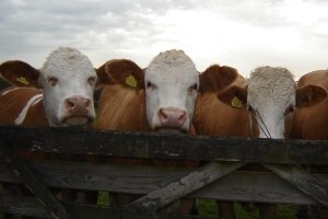 Pet milijuna kuna potpore, novca ima i za legalizaciju farmi