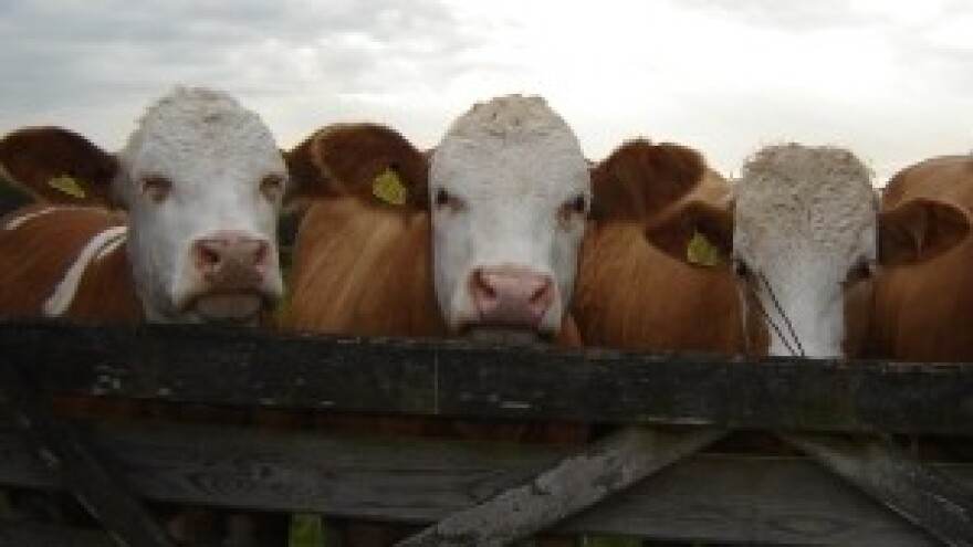 Pet milijuna kuna potpore, novca ima i za legalizaciju farmi