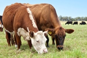 Usporedbe austrijskog i hrvatskog sustava govedarstva