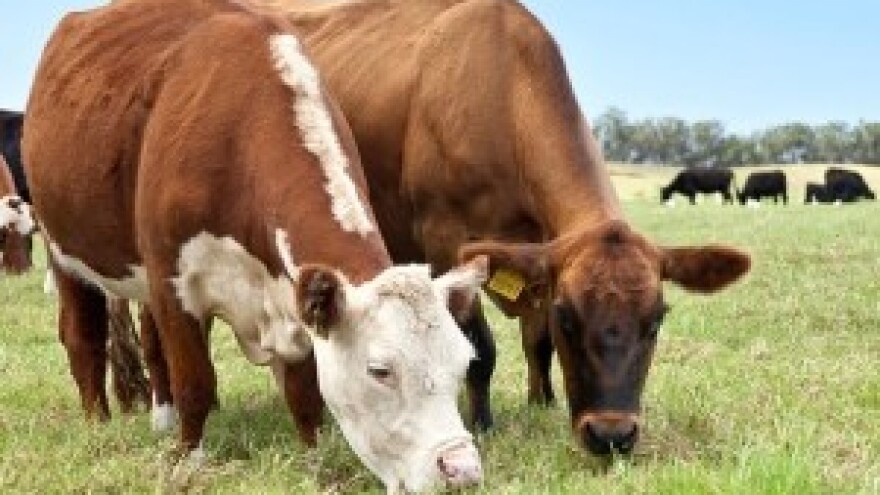 Usporedbe austrijskog i hrvatskog sustava govedarstva