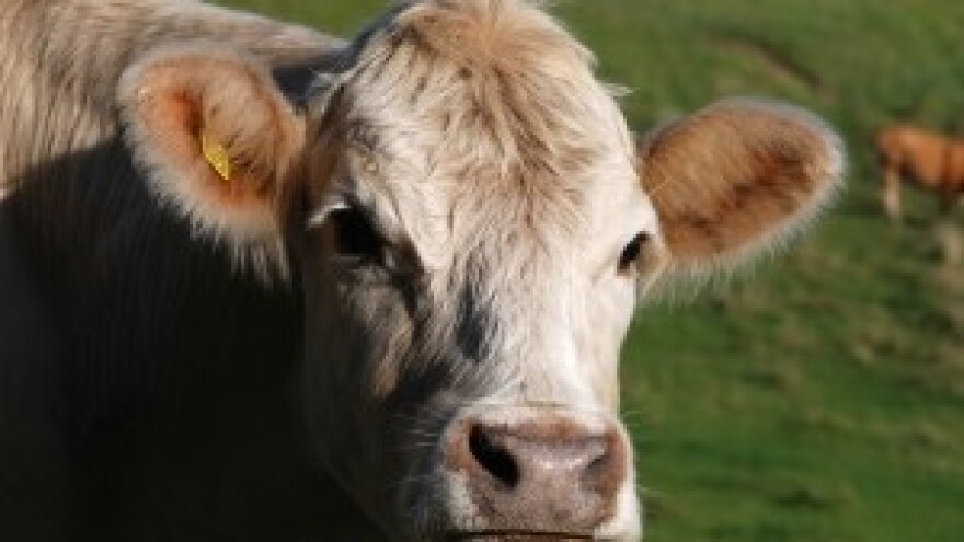 Stočarska proizvodnja u Hrvatskoj