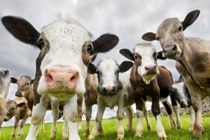 Mljekomati rješenje za male farmere