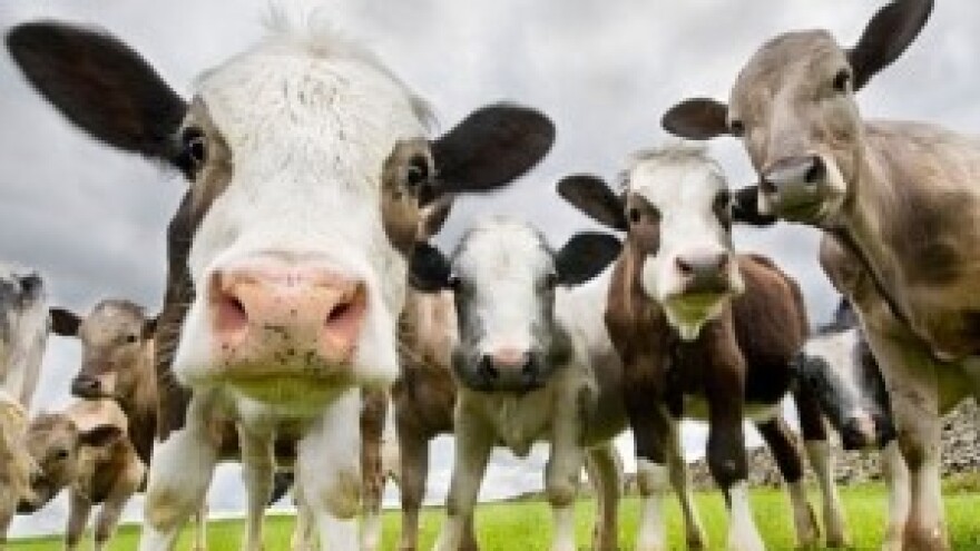 Mljekomati rješenje za male farmere