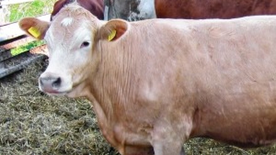 Ministarstvo želi opljačkati mljekare