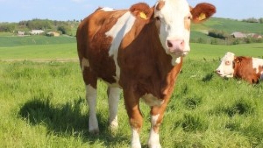 Izvor toksina se ne zna i dalje se baca mlijeko!