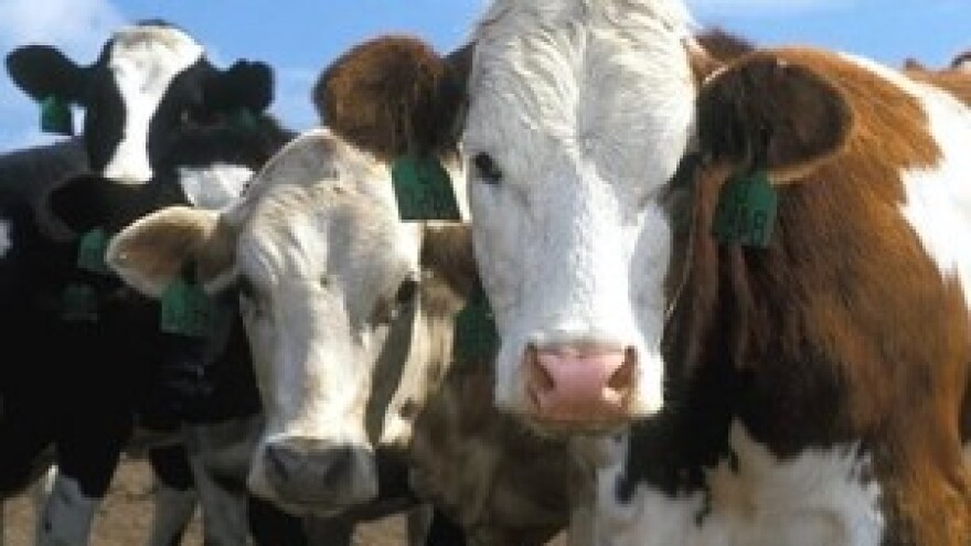 Bez potpora države mljekarstvu prijeti kolaps