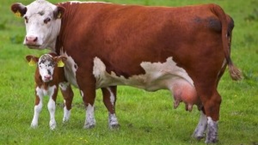 Mljekari traže sastanak s ministrom Jakovinom