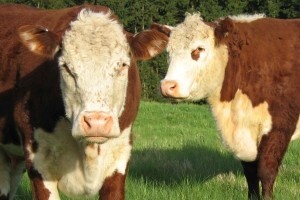 Austrijske krave zbog odredbi EU-a uživaju u luksuzu