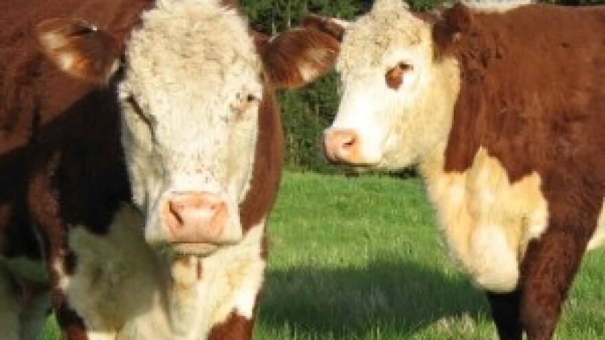 Austrijske krave zbog odredbi EU-a uživaju u luksuzu