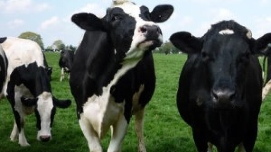 Preko 60 % proizvođača mlijeka vraćeno u sustav